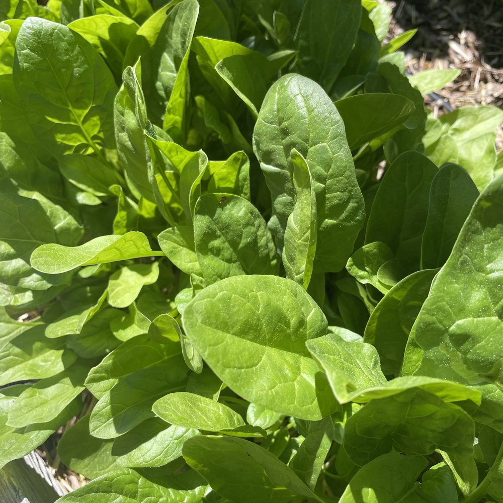Space Spinach Seeds – Botanical Interests