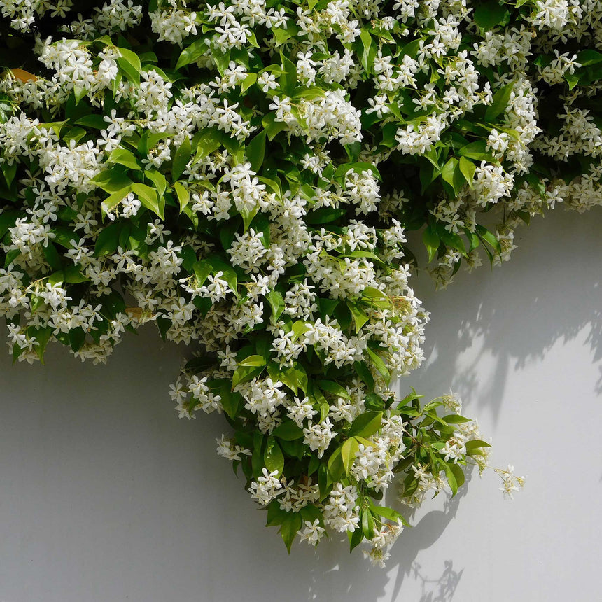hanging jasmine plant for sale Star Jasmine