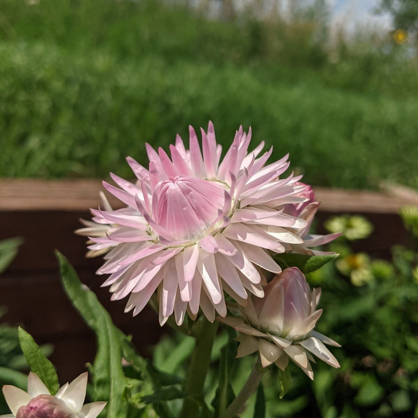 King Size Silvery Rose Strawflower Seeds