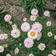 King Size Silvery Rose Strawflower Seeds