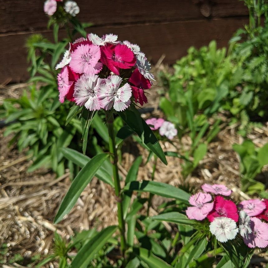 best time to plant sweet william seeds Double Blend Sweet William Seeds