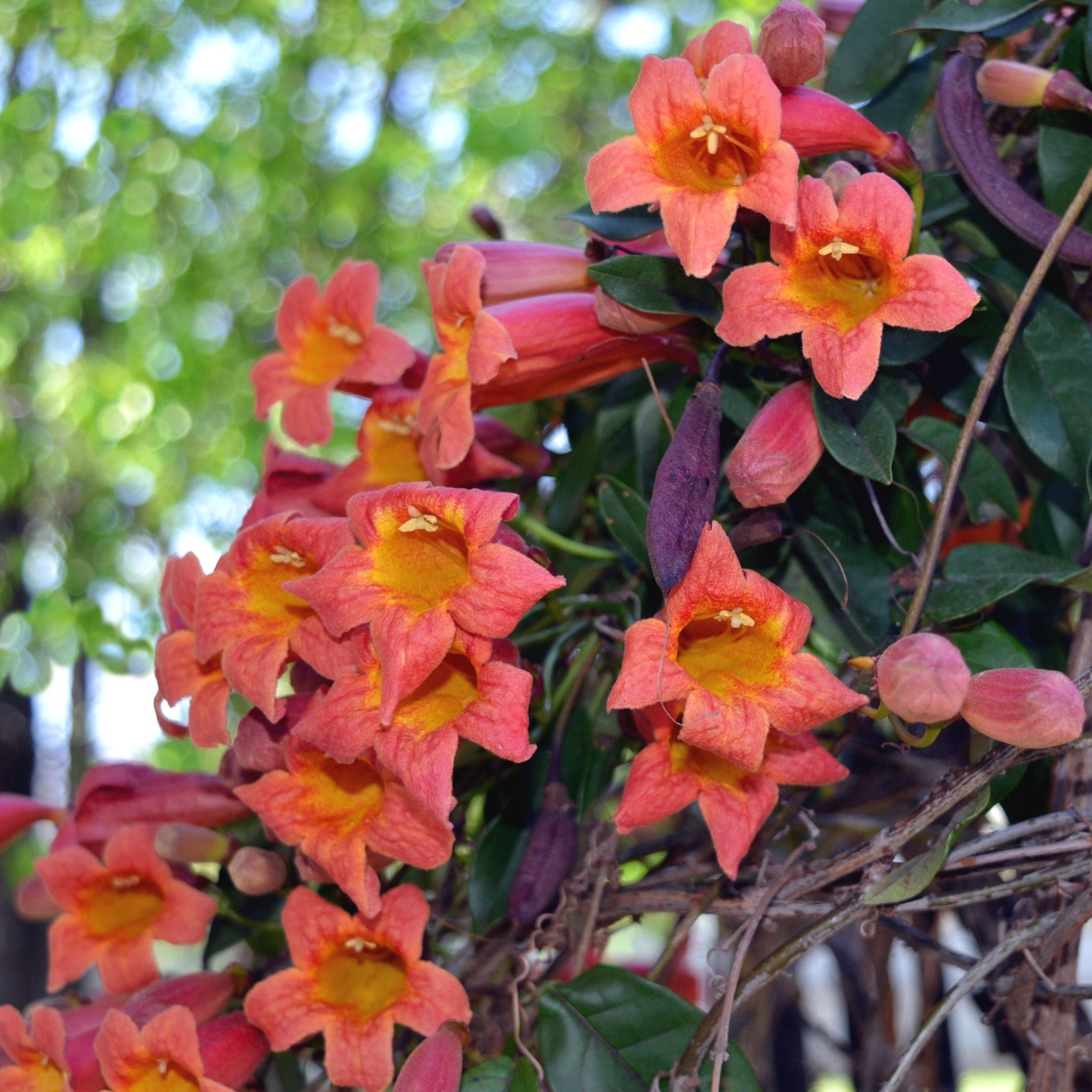 Crossvine Botanical Interests