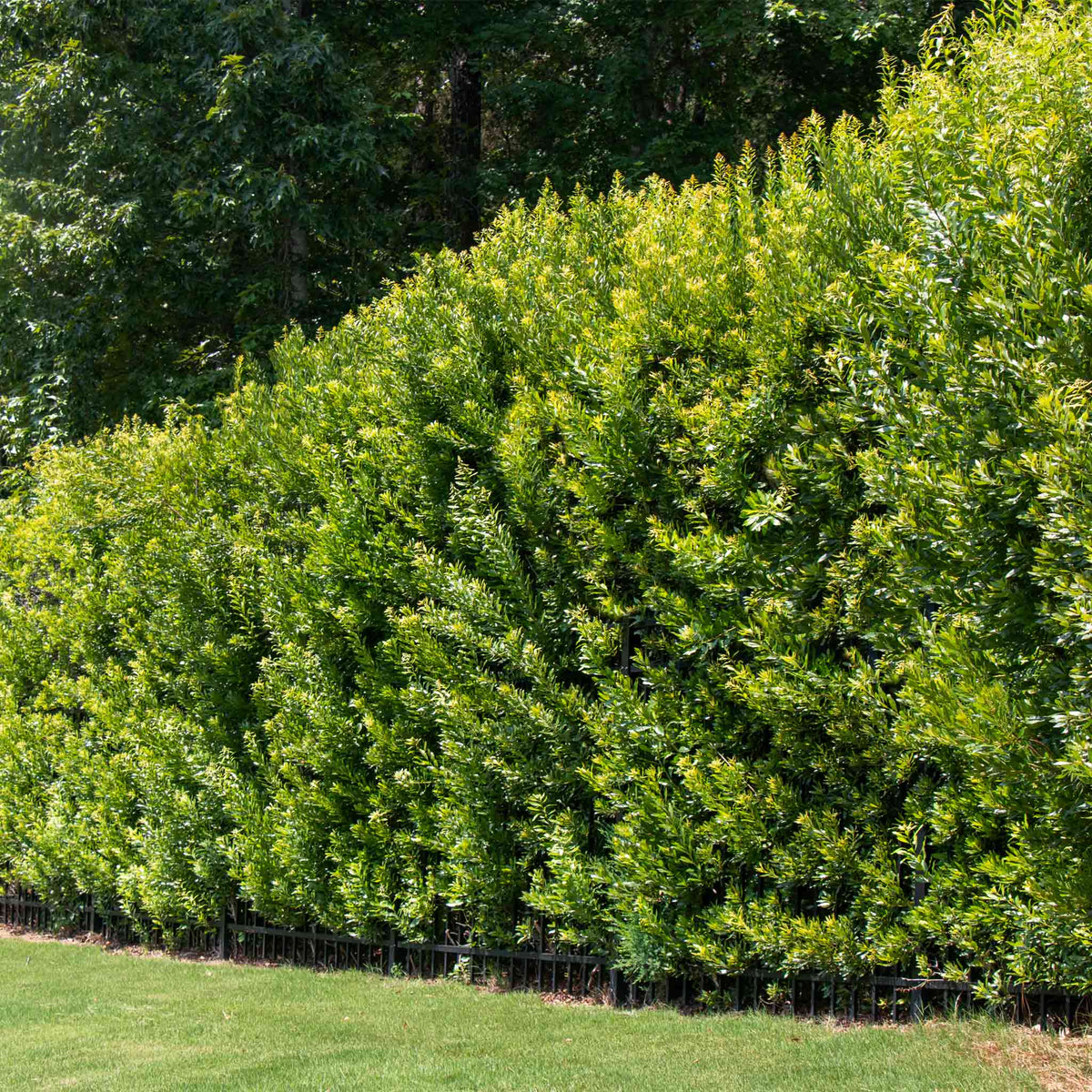A dense row of Southern Wax Myrtle shrubs forms a tall, sunlit privacy hedge along a black metal fence, with mature trees in the background and mowed lawn in front.