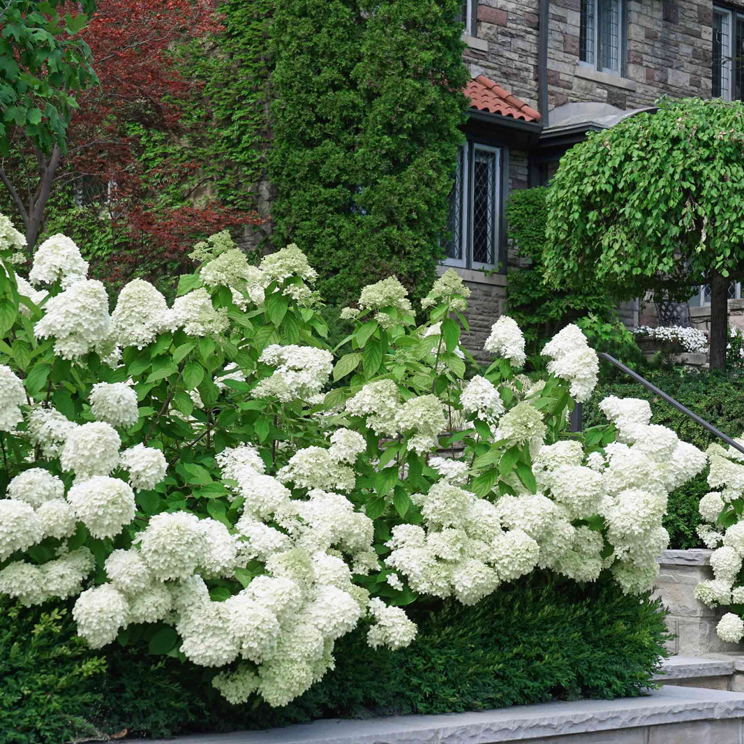 Hydrangea – Botanical Interests