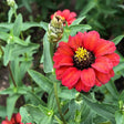 Peruvian Blend Zinnia Seeds