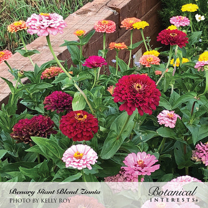 planting giant zinnia seeds Benary's Giant Blend Zinnia Seeds – Botanical Interests