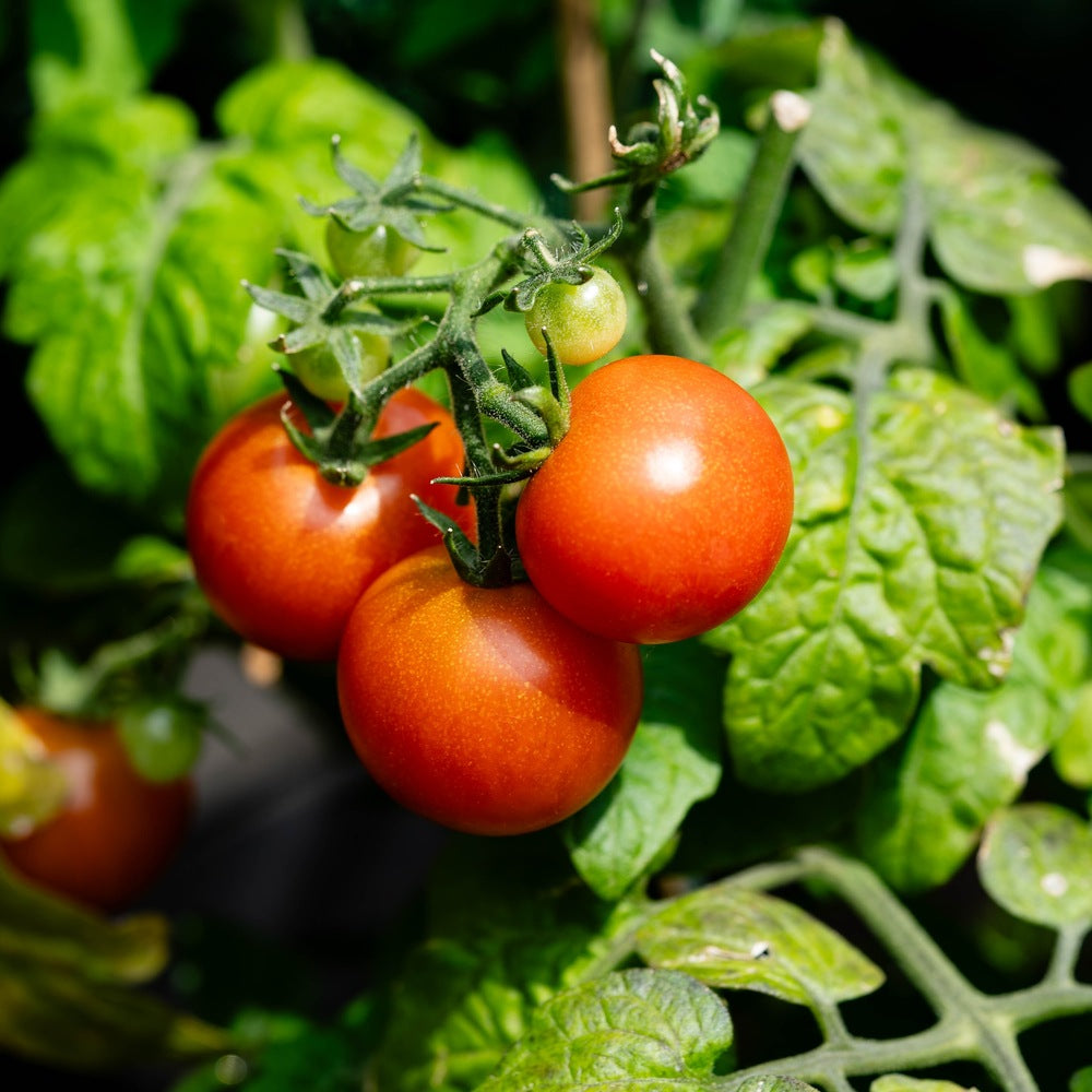 Ace 55 Bush Tomato Seeds – Botanical Interests