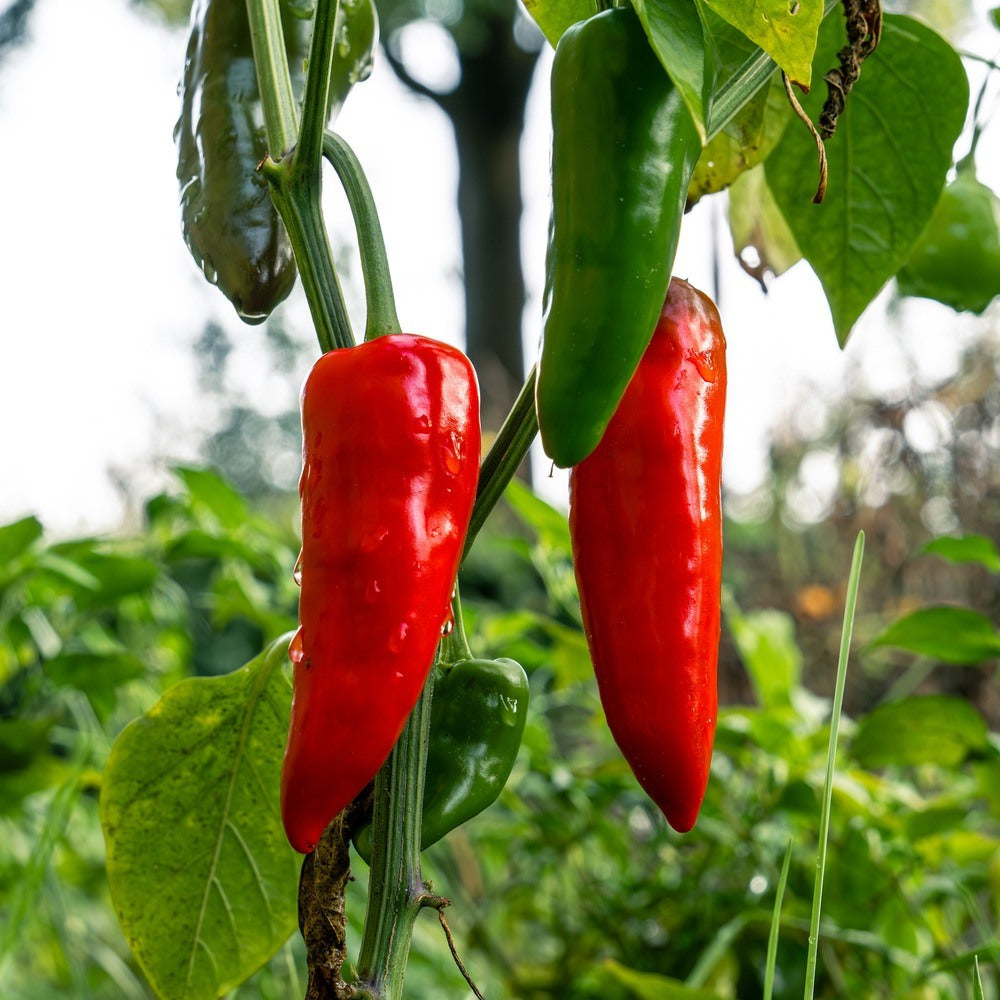 NuMex Joe E. Parker Chile Anaheim Pepper Seeds – Botanical Interests