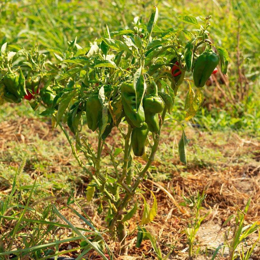 pepper plant seeds Ancho/Poblano Chile Pepper Botanical Interests Seeds