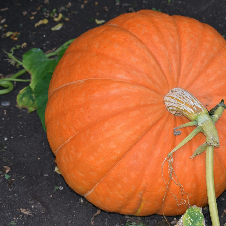 giant pumpkin seeds for planting Atlantic Giant Pumpkin Seeds