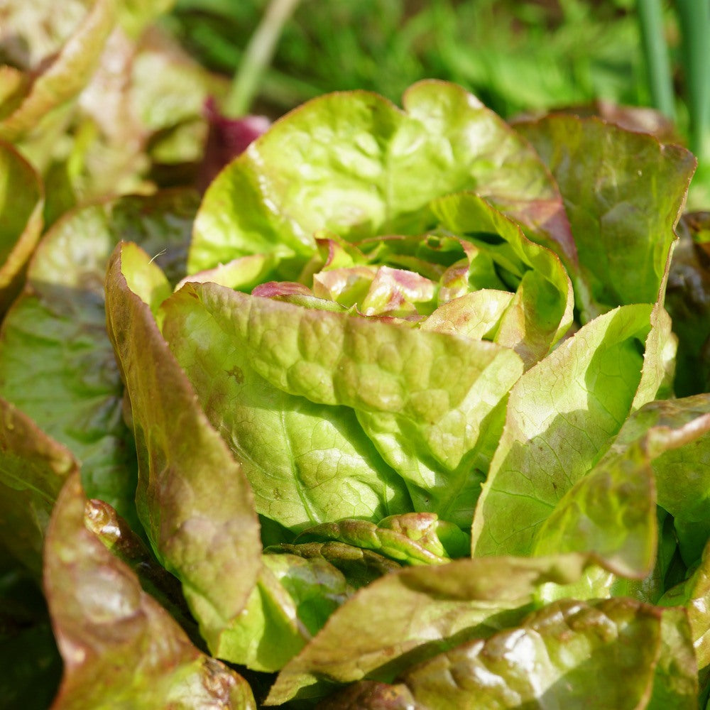 Australe Butterhead Lettuce Seeds