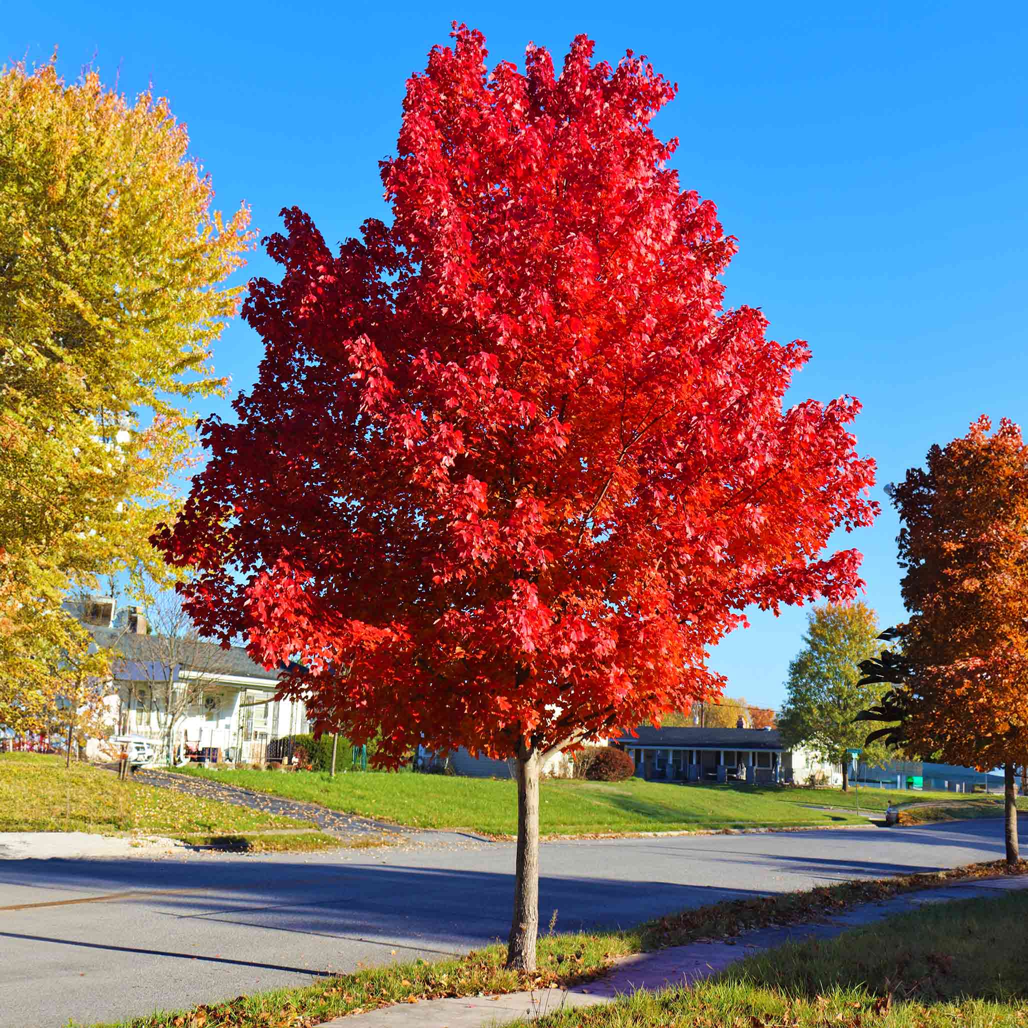 Botanical Interests Autumn Blaze Maple Tree - Thumbnail 2
