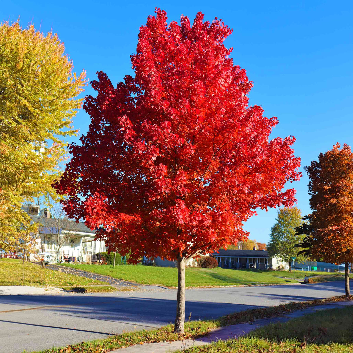 Autumn Blaze Red Maple tree with a dense, rounded crown of vivid scarlet foliage, growing as a street tree beside a residential road lined with other trees in yellow and orange fall color.