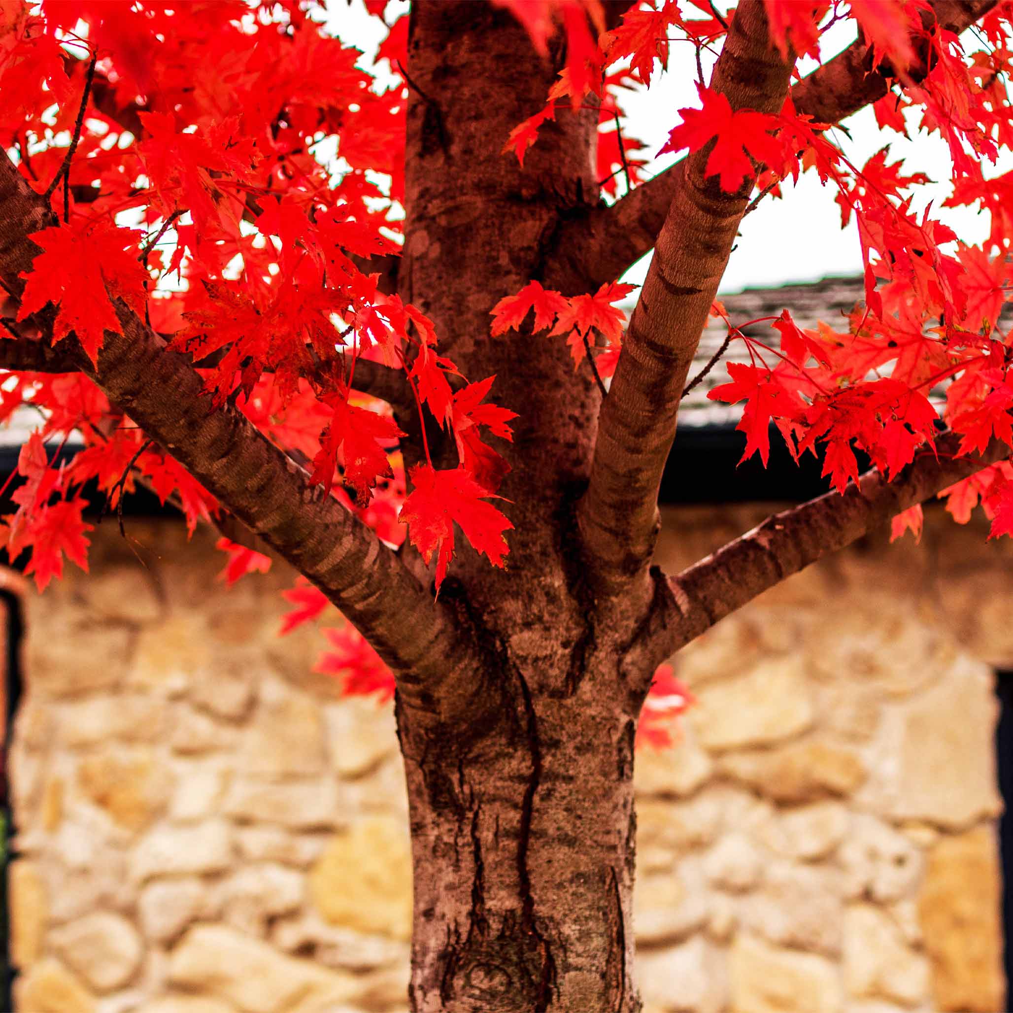 Autumn Blaze® Red Maple Tree – Botanical Interests