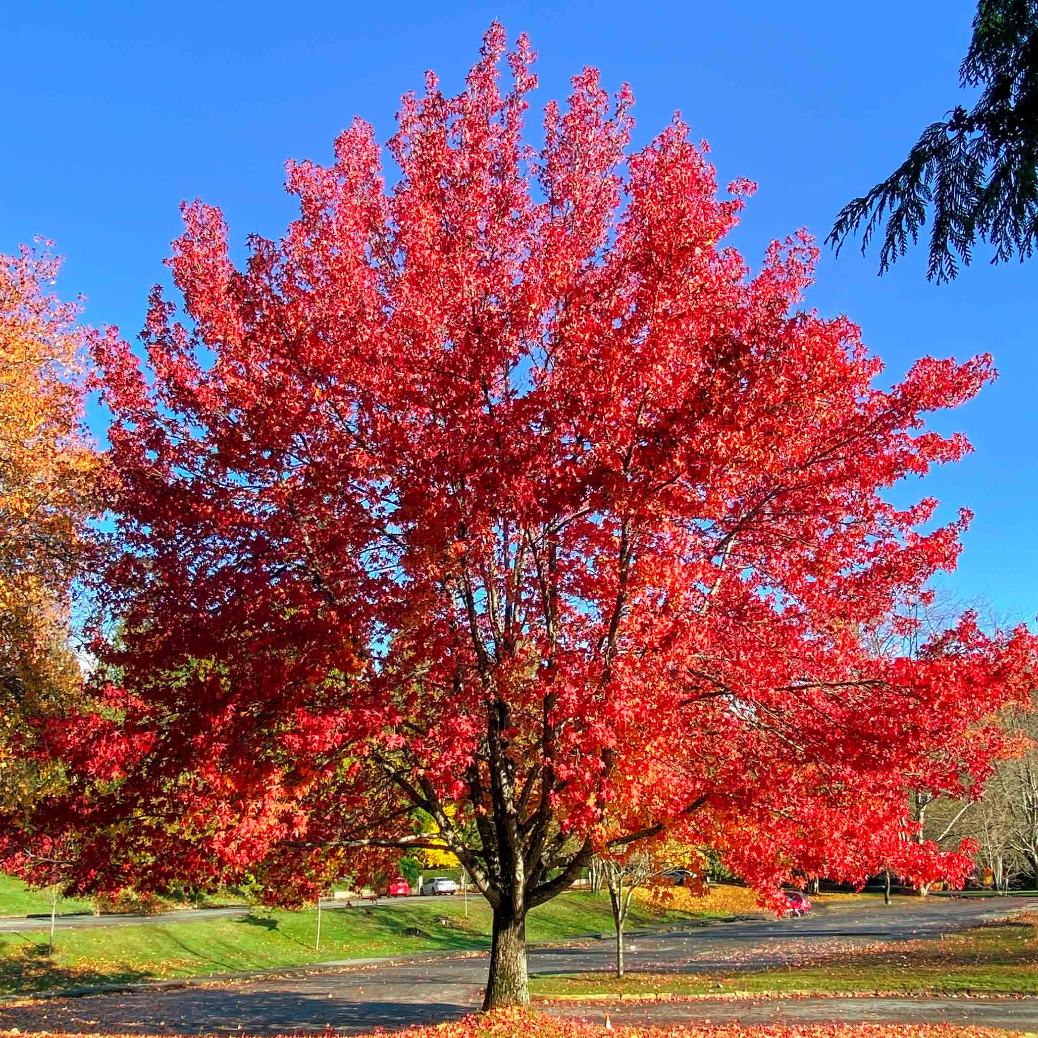 Botanical Interests Autumn Blaze Maple Tree - Thumbnail 3