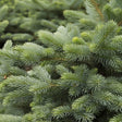 Baby Blue Eyes Spruce