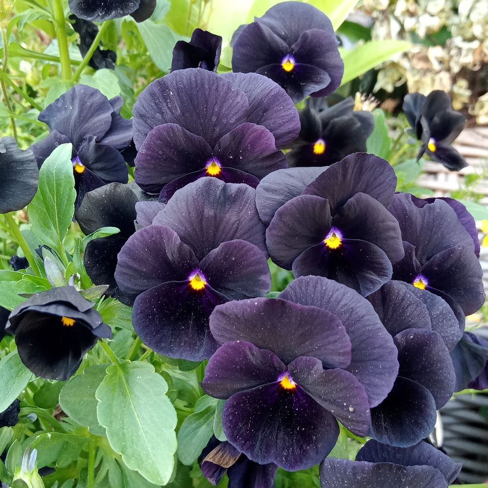 リピーター☘️ビオラ様30:30 リピーター☘️ビオラ様30:30 Back to Black Viola Seeds – Botanical