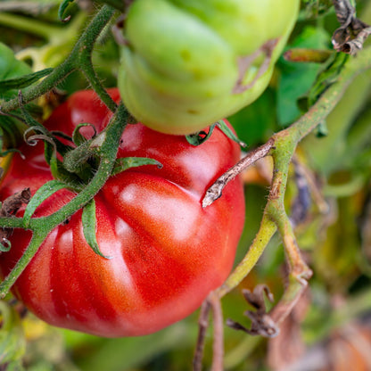 Beefsteak Pole Tomato Seeds