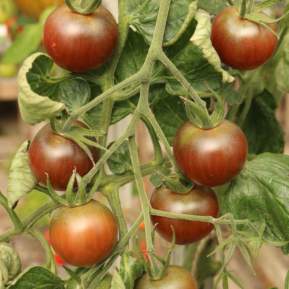 Beefy Purple Bush Tomato Seeds – Botanical Interests