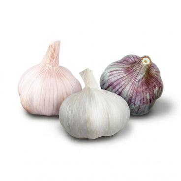 The Best of Both Worlds Garlic Bundle (Zones 7 & 8)