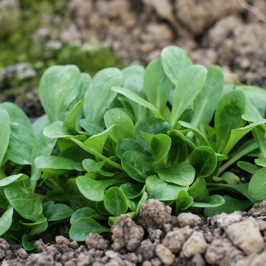 plants with big seeds Big Seeded Mache (Corn Salad) Seeds