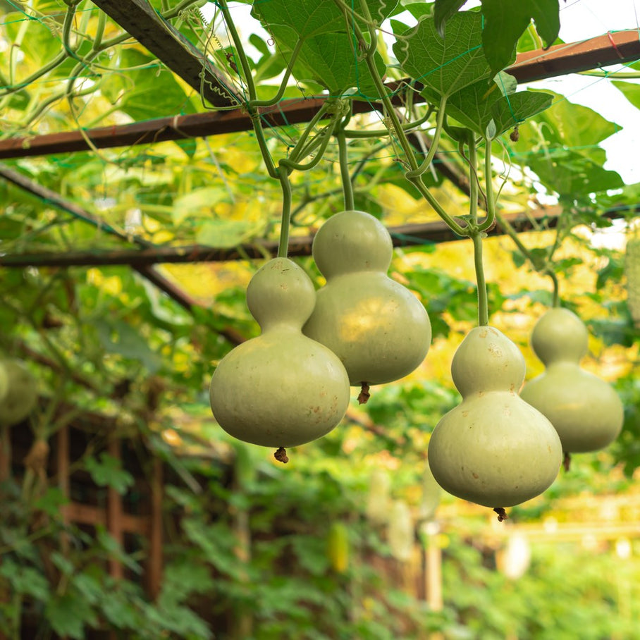 Birdhouse Hard-Shelled Gourd Seeds – Botanical Interests