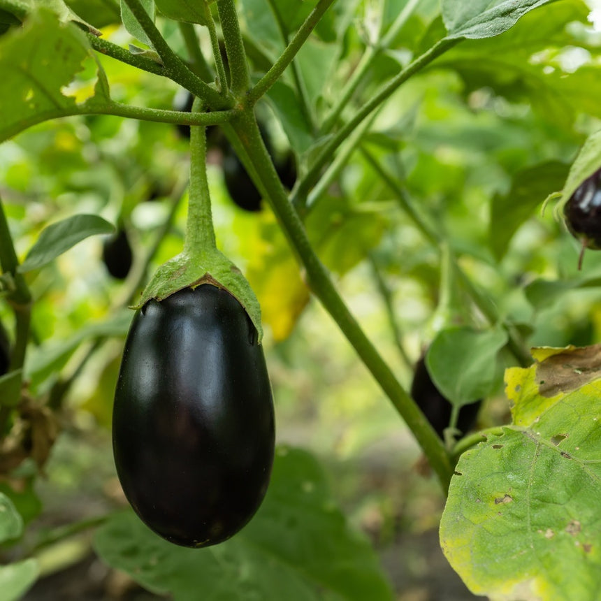 Black Beauty Eggplant Seeds