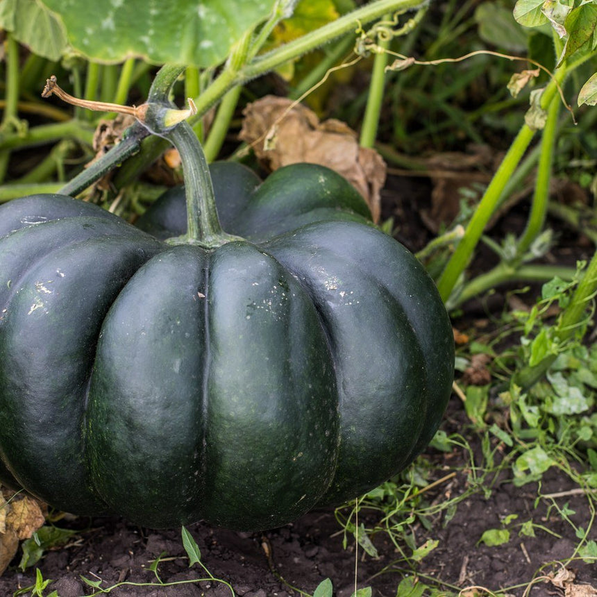 where to buy pumpkin seeds for planting near me Black Kat Pumpkin Seeds
