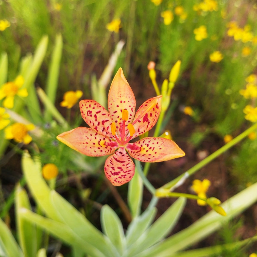 where are the seeds on a lily plant Blackberry Lily Seeds – Botanical Interests