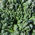 Bloomsdale Spinach Seeds