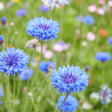 Blue Boy Bachelor's Button Seeds