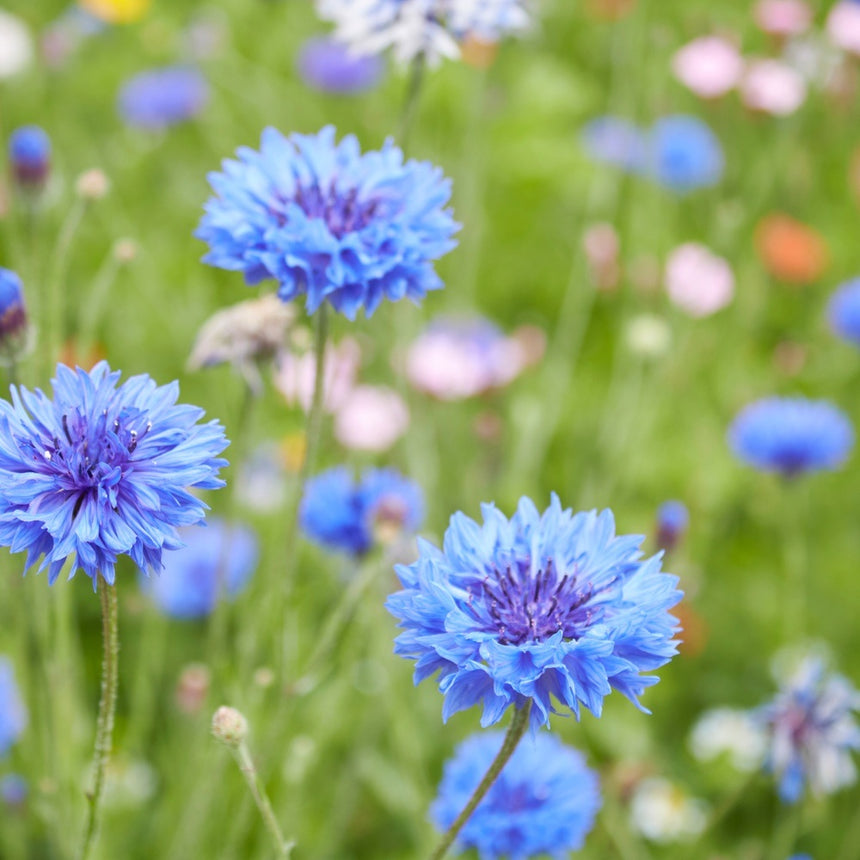Blue Boy Bachelor's Button Seeds