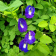 Blue Tea Butterfly Pea Seeds