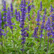 Violet Queen salvia in bloom, showing tall upright spikes densely packed with small purple flowers rising above serrated green foliage in a garden bed.