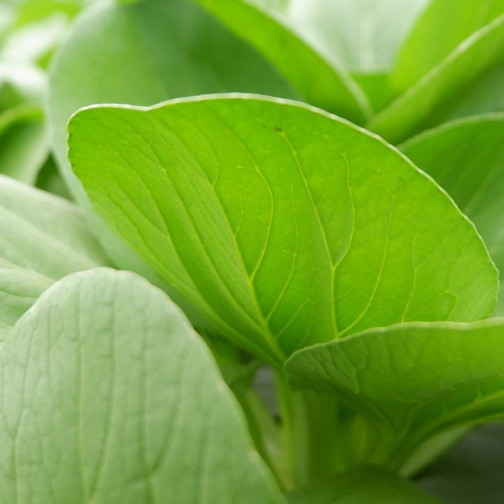 Bok Choy Choko Seeds – Botanical Interests