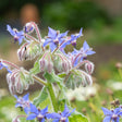 Borage Seeds