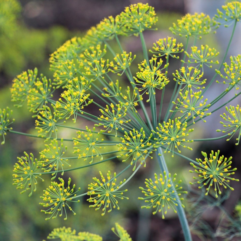 Bouquet Dill Seeds