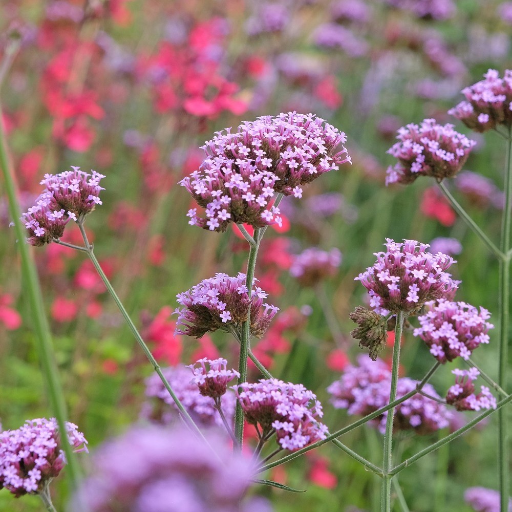 Brazilian Vervain Verbena Seeds – Botanical Interests