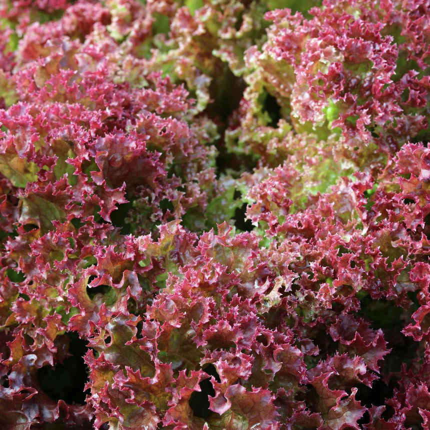 Brentwood Leaf Lettuce Seeds