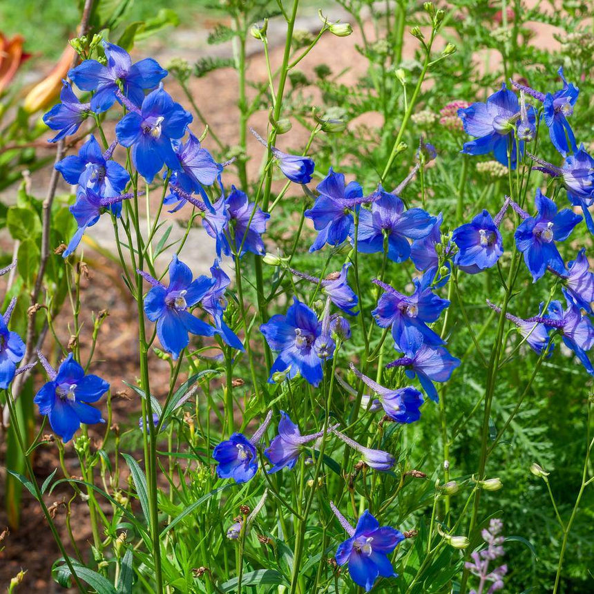 Butterfly Blend Delphinium Seeds