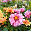 Cactus Flowered Blend Dahlia Seeds