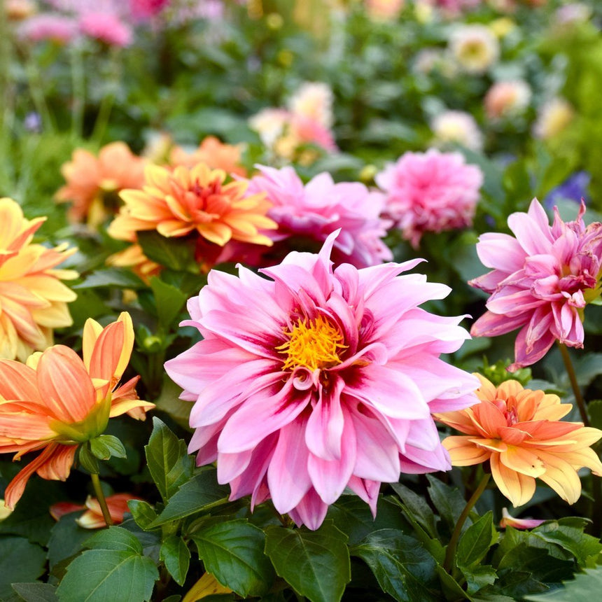 garden dahlia seeds Cactus Flowered Blend Dahlia Seeds – Botanical Interests