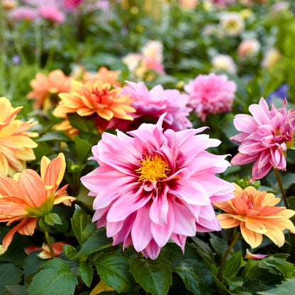 Cactus Flowered Blend Dahlia Seeds
