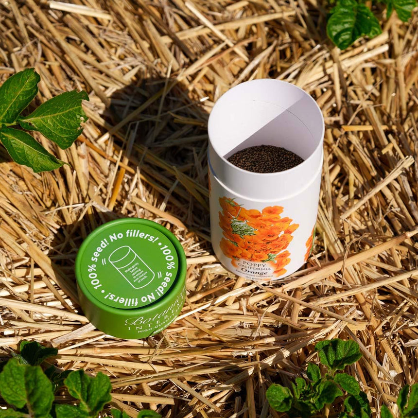 Orange California Poppy Seed Shaker
