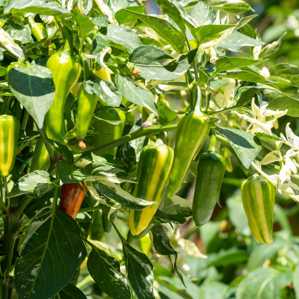 Botanical Interests Sweet Pepper Seeds