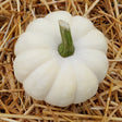 Casperita Pumpkin Seeds