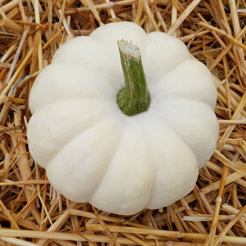 Casperita Pumpkin Seeds