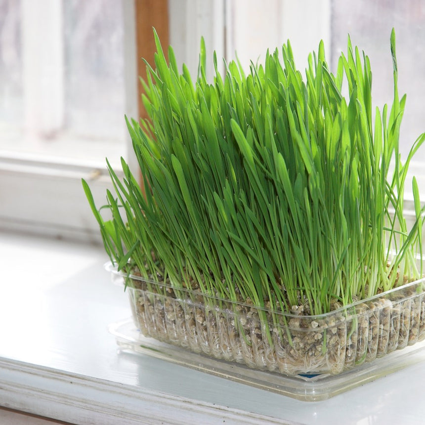 Cat Grass Seeds