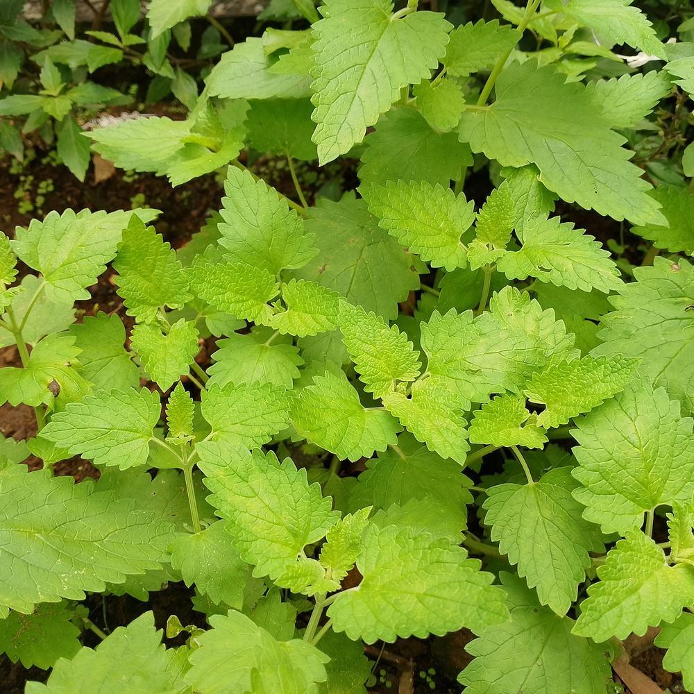Catnip Seeds