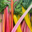 Celebration Swiss Chard Seeds